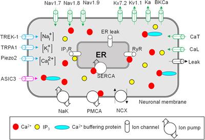 In silico Identification of Key Factors Driving the Response of Muscle Sensory Neurons to Noxious Stimuli